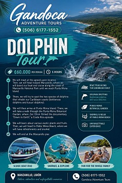 Dolphin Tour
